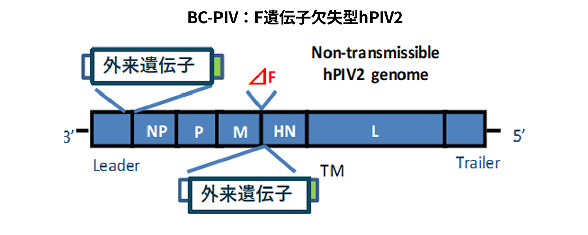 BC-PIVプラットホームベクター技術　（ﾋﾄﾊﾟﾗｲﾝﾌﾙｴﾝｻﾞｳｲﾙｽ2型由来）説明図