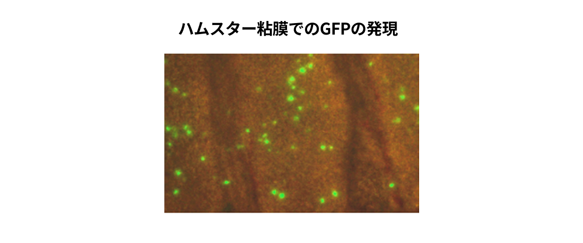 BC-PIVプラットホームベクター技術　（ﾋﾄﾊﾟﾗｲﾝﾌﾙｴﾝｻﾞｳｲﾙｽ2型由来）説明図