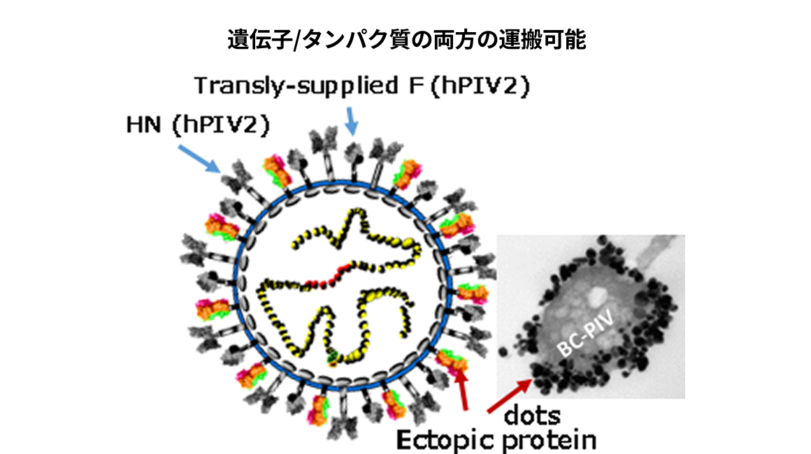 BC-PIVプラットホームベクター技術　（ﾋﾄﾊﾟﾗｲﾝﾌﾙｴﾝｻﾞｳｲﾙｽ2型由来）説明図