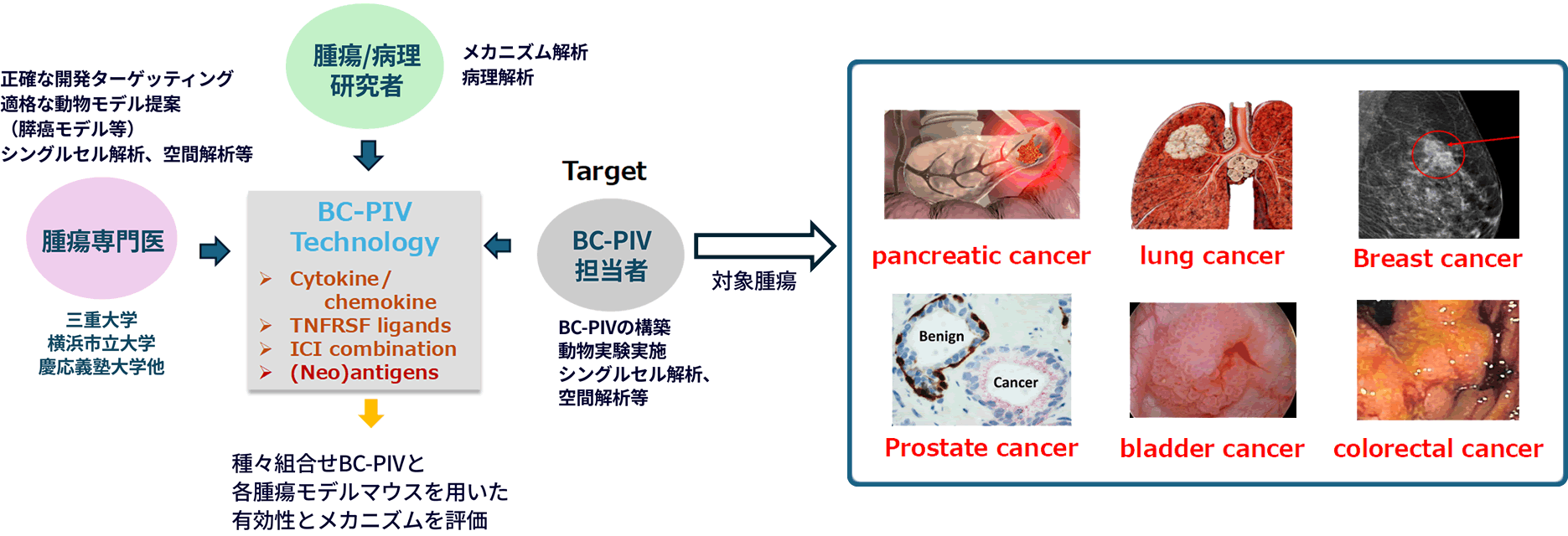 研究開発体制図： 2024年7月にBC-PIV cancer コンソーシアム設立