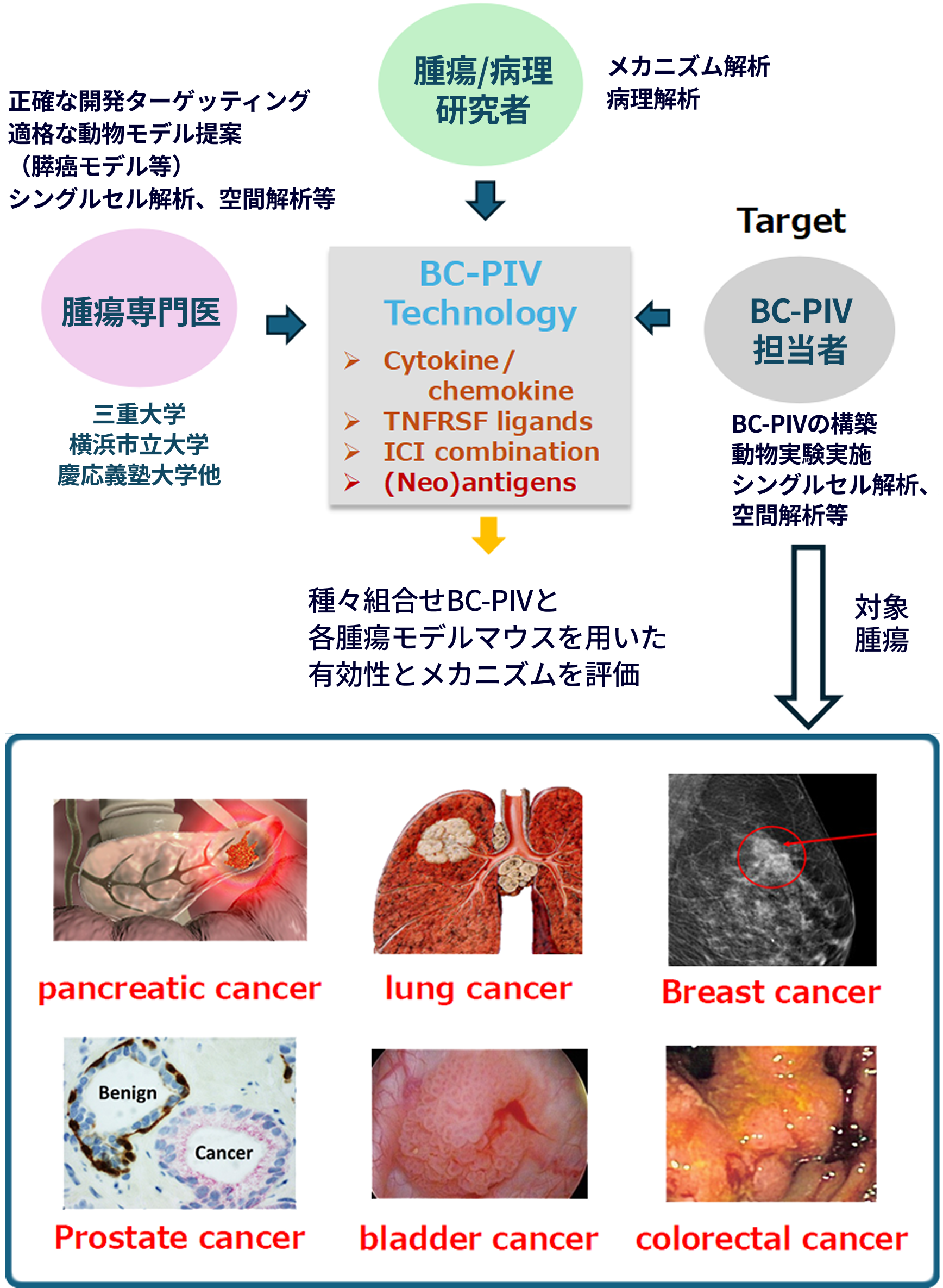研究開発体制図： 2024年7月にBC-PIV cancer コンソーシアム設立